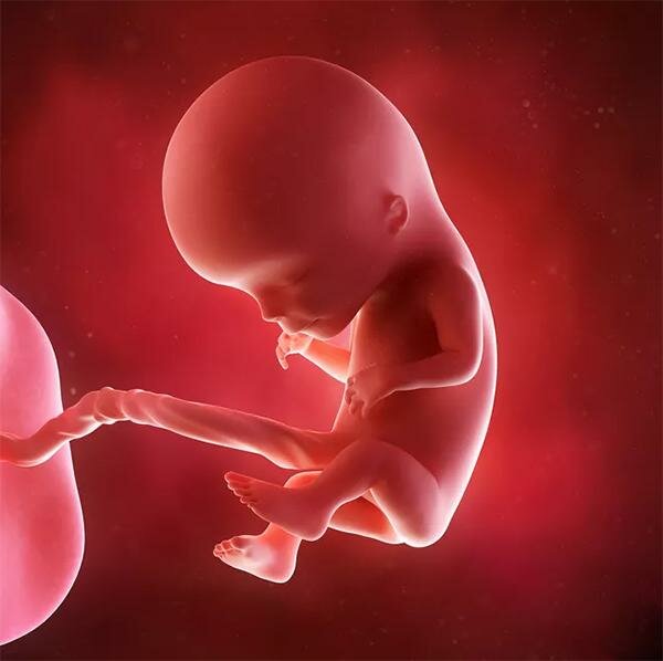 Các giai đoạn của quá trình thụ thai và phát triển thai nhi